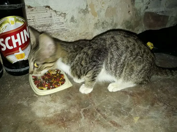 Gato ra a vl idade 2 a 6 meses nome tigrado 