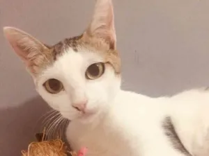 Gato raça SRD idade 7 a 11 meses nome Gatinhas