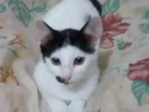 Gato raça SRD idade 2 a 6 meses nome Gatinhos