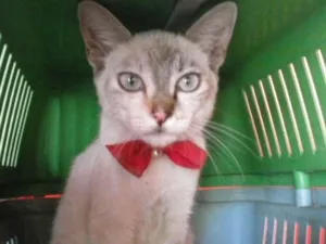 Gato raça Mista idade 2 a 6 meses nome Oi