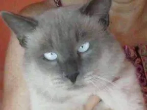 Gato raça Siamês claro idade 1 ano nome Dom Corleone