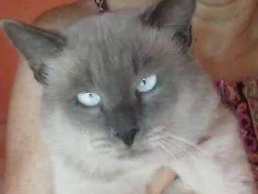 Gato ra a Siamês claro idade 1 ano nome Dom Corleone