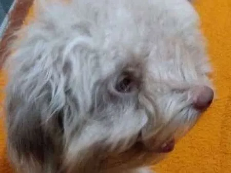 Cachorro raça Poodle idade 7 a 11 meses nome Luna