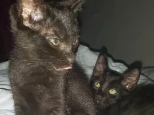 Gato raça Srd idade 2 a 6 meses nome Ivete e Sangalo