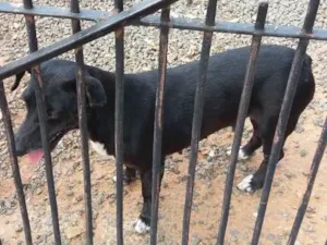 Cachorro raça Basse e vira latas idade 6 ou mais anos nome Lilica e max