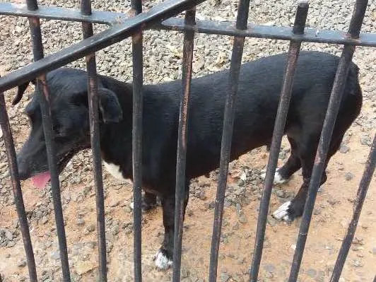 Cachorro ra a Basse e vira latas idade 6 ou mais anos nome Lilica e max