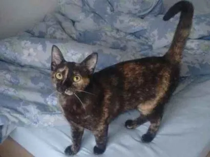 Gato raça  idade 7 a 11 meses nome Bel