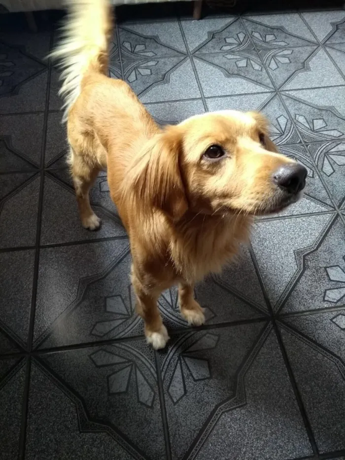 Cachorro ra a SRD( Mix de Golden ) idade 7 a 11 meses nome Kurt