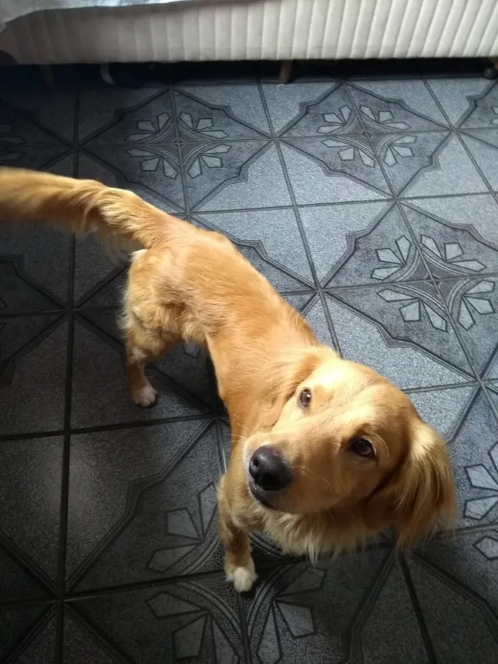Cachorro ra a SRD( Mix de Golden ) idade 7 a 11 meses nome Kurt