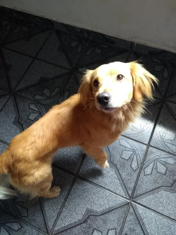 Cachorro ra a SRD( Mix de Golden ) idade 7 a 11 meses nome Kurt