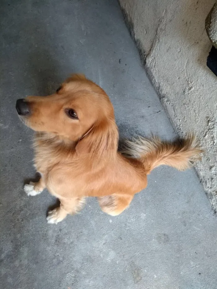 Cachorro ra a SRD( Mix de Golden ) idade 7 a 11 meses nome Kurt