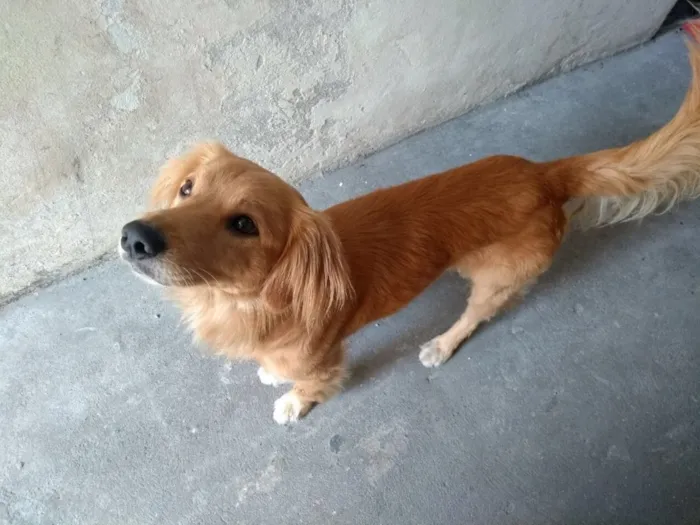 Cachorro ra a SRD( Mix de Golden ) idade 7 a 11 meses nome Kurt