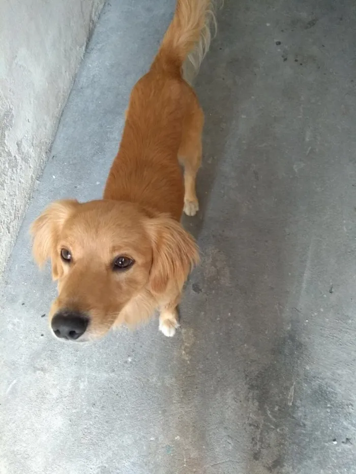 Cachorro ra a SRD( Mix de Golden ) idade 7 a 11 meses nome Kurt