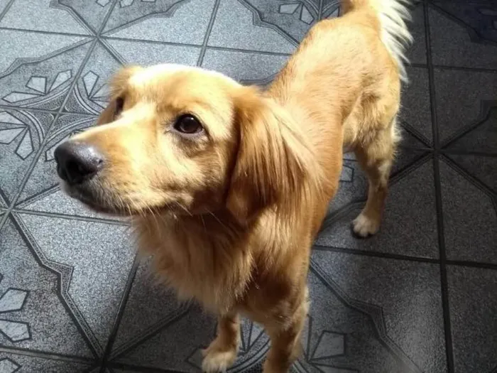 Cachorro ra a SRD( Mix de Golden ) idade 7 a 11 meses nome Kurt