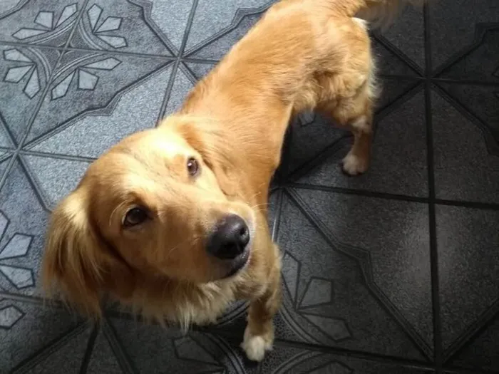 Cachorro ra a SRD( Mix de Golden ) idade 7 a 11 meses nome Kurt