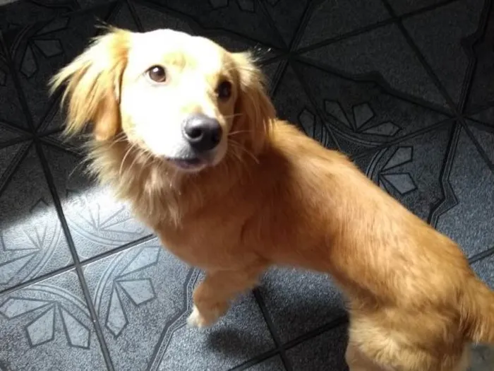 Cachorro ra a SRD( Mix de Golden ) idade 7 a 11 meses nome Kurt