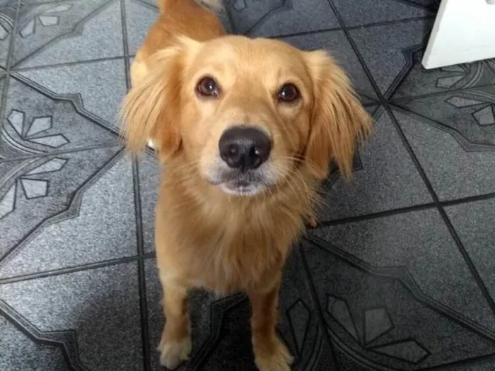 Cachorro ra a SRD( Mix de Golden ) idade 7 a 11 meses nome Kurt