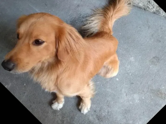 Cachorro ra a SRD( Mix de Golden ) idade 7 a 11 meses nome Kurt