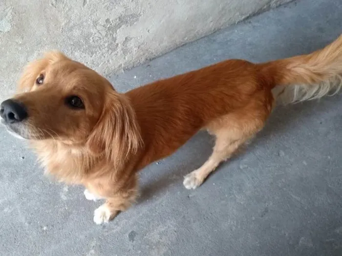 Cachorro ra a SRD( Mix de Golden ) idade 7 a 11 meses nome Kurt