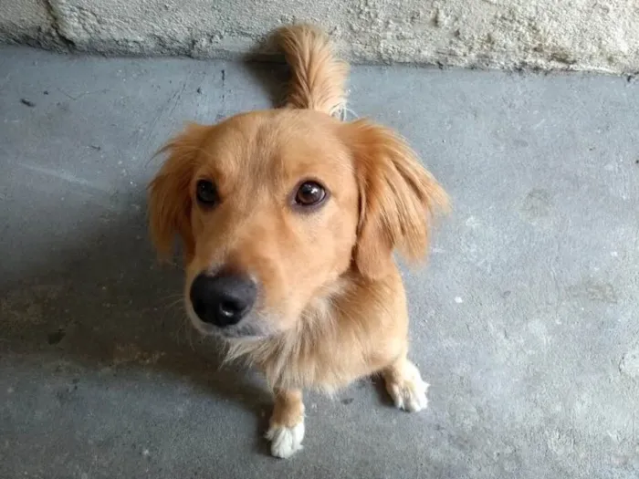 Cachorro ra a SRD( Mix de Golden ) idade 7 a 11 meses nome Kurt