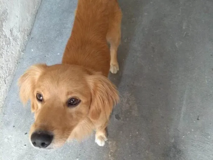 Cachorro ra a SRD( Mix de Golden ) idade 7 a 11 meses nome Kurt