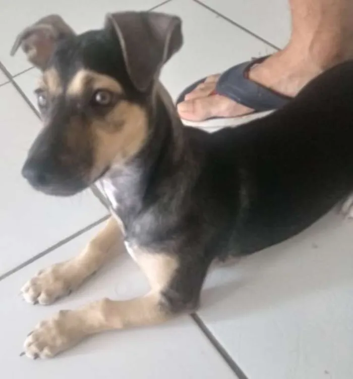 Cachorro ra a  idade 2 a 6 meses nome Zeus