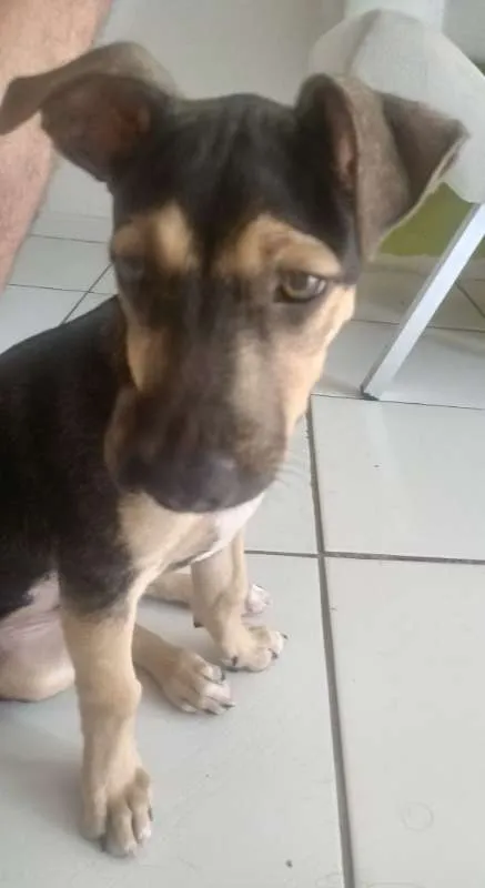 Cachorro ra a  idade 2 a 6 meses nome Zeus