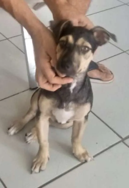 Cachorro ra a  idade 2 a 6 meses nome Zeus