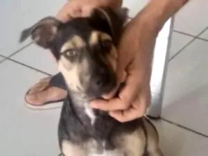 Cachorro raça  idade 2 a 6 meses nome Zeus