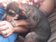 Cachorro raça Vira lata idade Abaixo de 2 meses nome Sem nome ainda