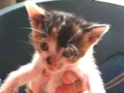 Gato raça  idade Abaixo de 2 meses nome Gatinhos carentes 