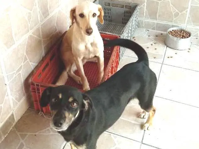 Cachorro ra a Sem raça definida idade 2 anos nome Mel e Nina