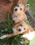 Capitu
