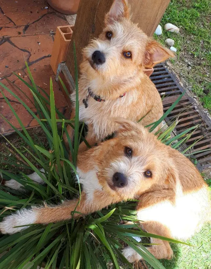 Cachorro ra a SRD idade 2 a 6 meses nome Capitu