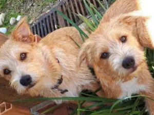 Cachorro raça SRD idade 2 a 6 meses nome Capitu