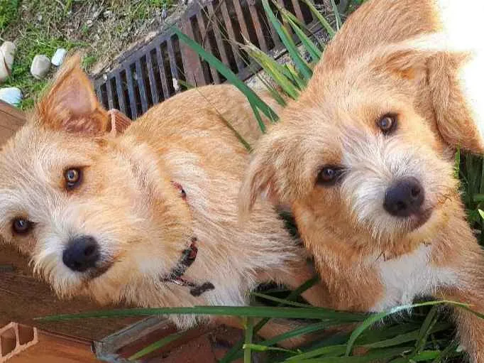 Cachorro ra a SRD idade 2 a 6 meses nome Capitu