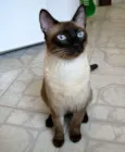 Pupu