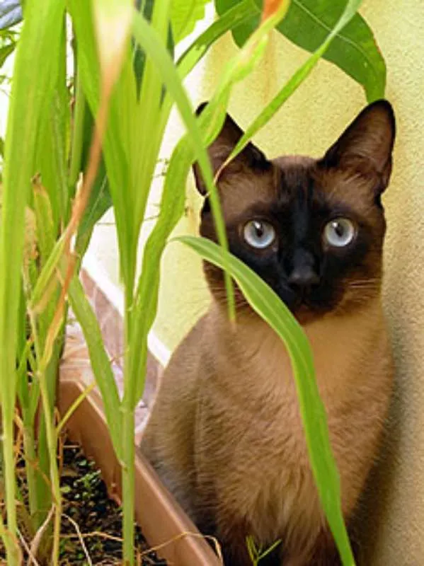 Gato ra a Vira lata idade 6 ou mais anos nome Pupu
