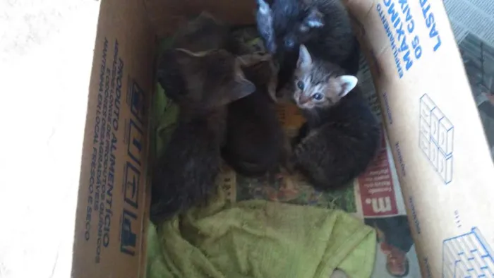 Gato raça Não tem idade 2 a 6 meses nome Não tem 