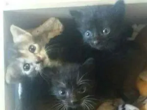 Gato raça - idade Abaixo de 2 meses nome Ainda Sem Nome