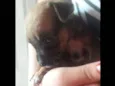 ADOTE