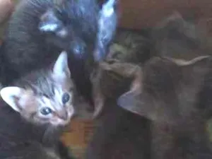 Gato raça Não tem idade 2 a 6 meses nome Não tem 