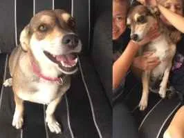Cachorro raça SRD idade 2 anos nome Amora