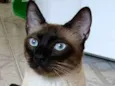 Pupu