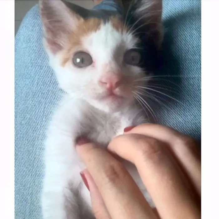 Gato ra a  idade Abaixo de 2 meses nome Nina
