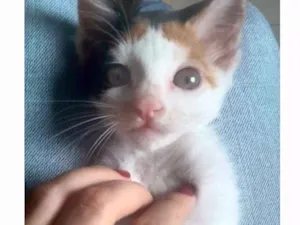 Gato raça  idade Abaixo de 2 meses nome Nina