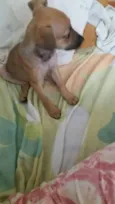 Bebe Jd. Angela