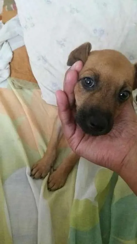 Cachorro ra a SRD idade Abaixo de 2 meses nome Bebe Jd. Angela
