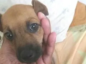 Cachorro raça SRD idade Abaixo de 2 meses nome Bebe Jd. Angela