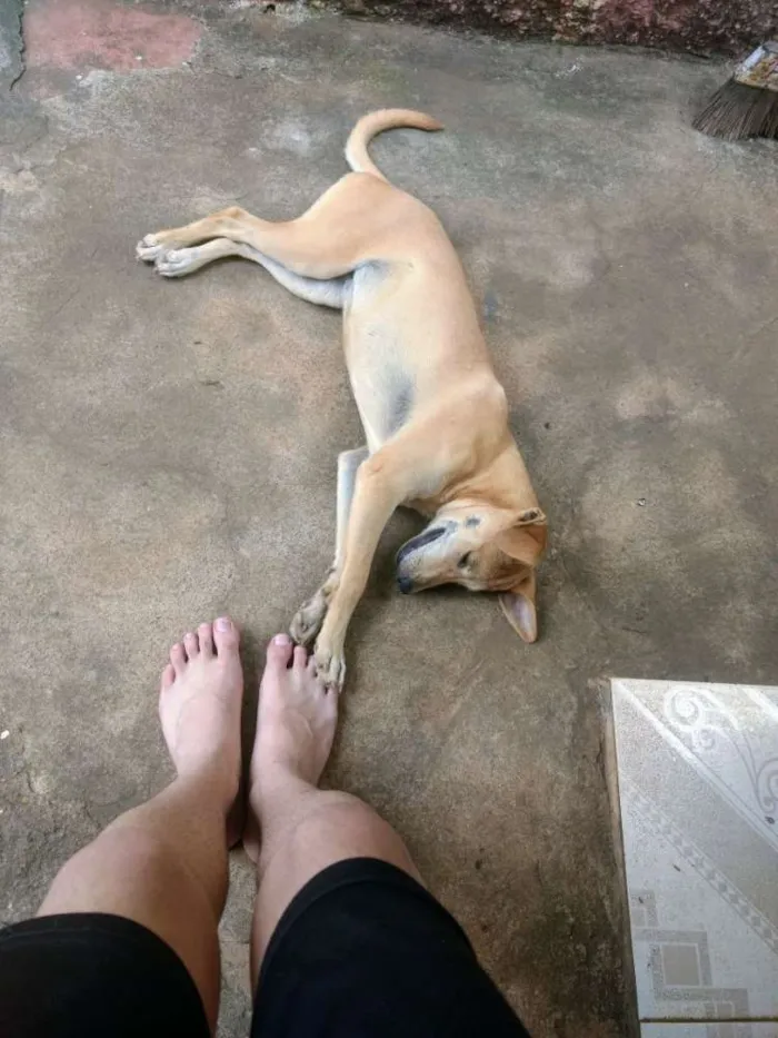 Cachorro ra a Vira lata idade 2 a 6 meses nome Alice